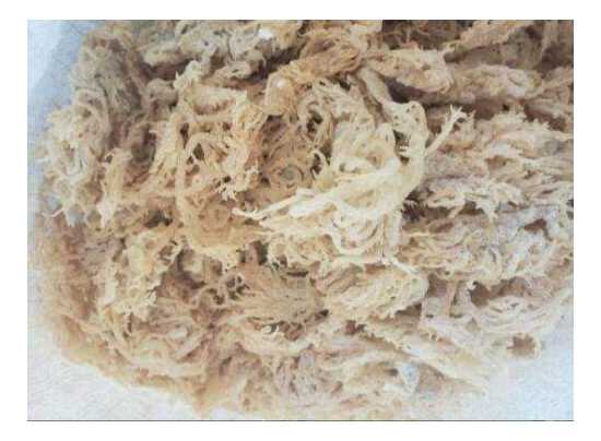 Gold Ocean Sea Moss -  Sun Dried Wild Crafted Vegan Sea Moss Chondus...